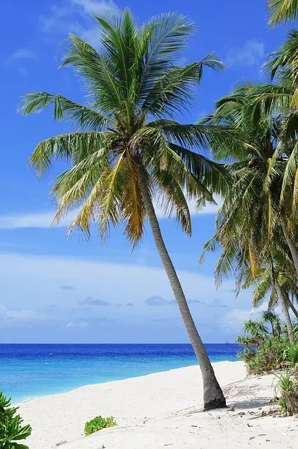 LA VILLA 27 beach, palm trees, sea, ocean, seascape, horizon, island, tropical, tropical island, maldives, nature, travel, vacation, sand, sandy beach, shore, seashore, white sand, coast, beach, beach, beach, beach, beach, palm trees, palm trees, palm trees, island, tropical, maldives, maldives, maldives